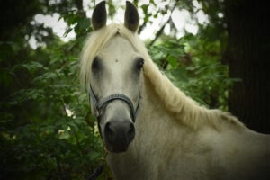 Maandkaart groepsles paard